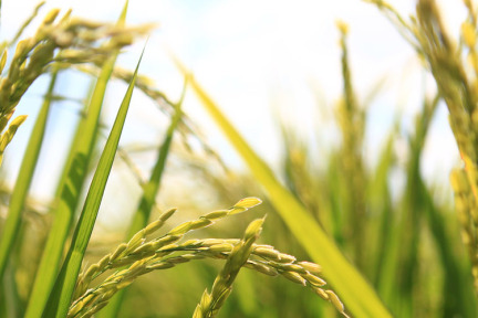 从农产品生产到预售，梅子淘源把稻田“搬”到了用户面前