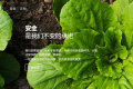 从解决供给端入手，“五百家” 想另辟蹊径，打造蔬菜反向供应链 